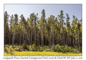 Lodgepole Pine