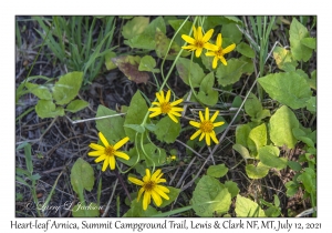 Heart-leaf Arnica