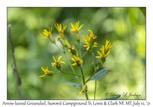 Arrow-leaved Groundsel