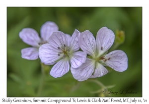 Sticky Geranium