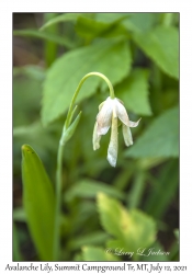 Avalanche Lily