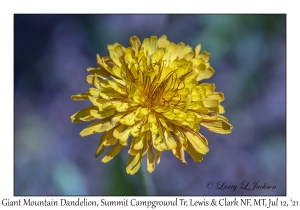 Giant Mountain Dandelion