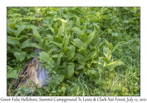 Green False Hellebore