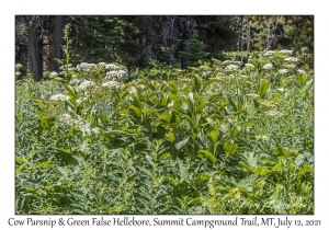 Cow Parsnip & Green False Hellebore