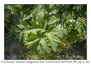 Cow Parsnip