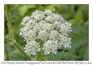 Cow Parsnip