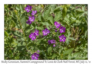 Sticky Geranium