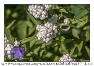 Pearly Everlasting