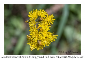 Meadow Hawkweed