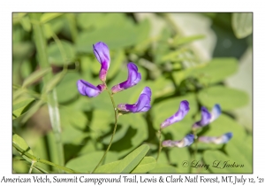 American Vetch