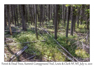 Forest Vegetation & Dead Trees