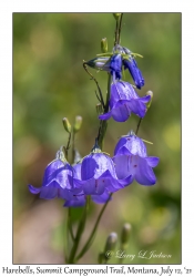 Harebells