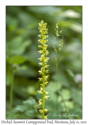 Orchid