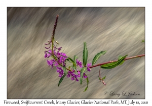 Fireweed