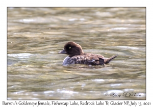 Barrow's Goldeneye female