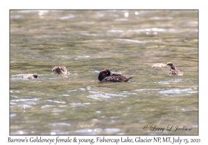 Barrow's Goldeneye female & juveniles