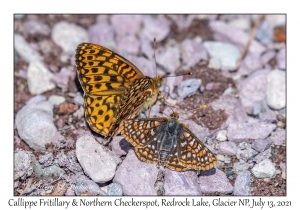 Callippe Fritillary & Northern Checkerspot