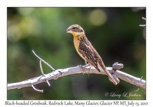 Black-headed Grosbeak