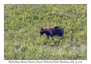 Black Bear