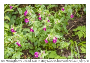 Red Monkeyflowers