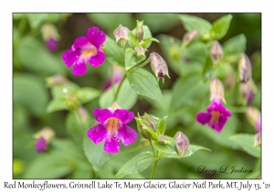 Red Monkeyflowers