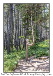 Bent Tree