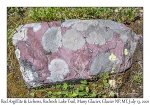 Red Argillite & Lichens