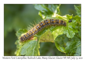 Western Tent Caterpillar