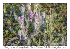 Showy Locoweed