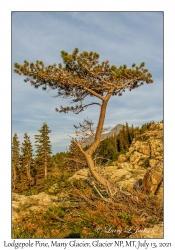 Lodgepole Pine