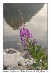 Fireweed