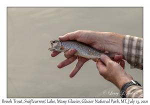 Brook Trout