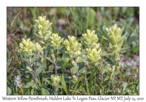 Western Yellow Paintbrush