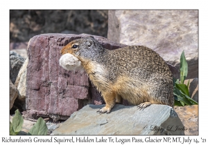 Richardson's Ground Squirrel