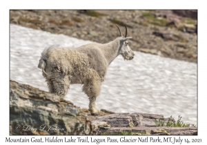 Mountain Goat