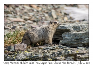 Hoary Marmot