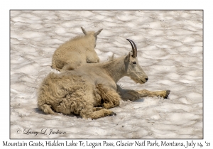 Mountain Goats