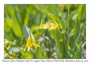 Glacier Lily