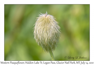 Western Pasqueflower