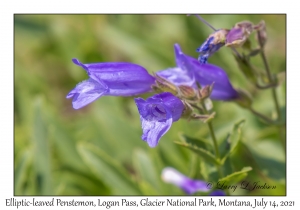 Elliptic-leaved Penstemon