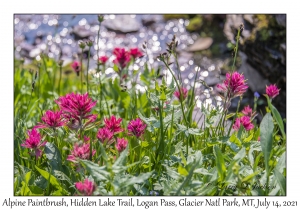 Alpine Paintbrush