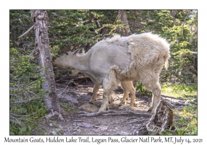 Mountain Goats