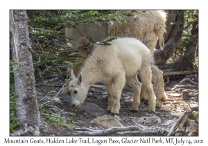 Mountain Goat juvenile