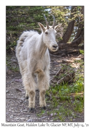 Mountain Goat female