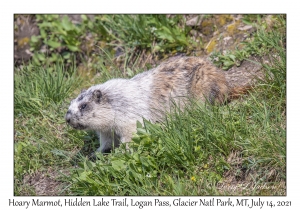 Hoary Marmot