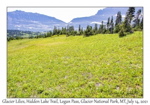 Glacier Lilies