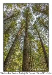 Western Red Cedars