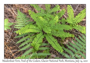 Maidenhair Fern