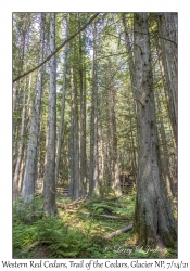 Western Red Cedars