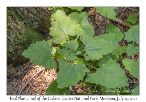 Trail Plant